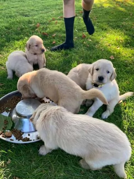 regalo splendido cucciolo di golden retriever in adozione