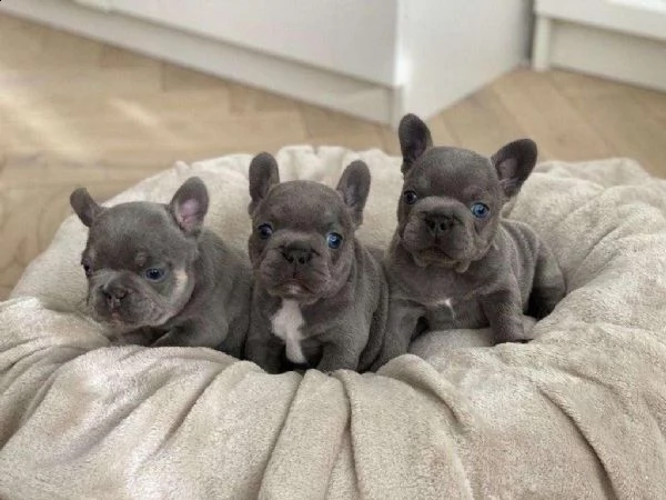 cuccioli di bulldog francese blu di qualità in regalo 