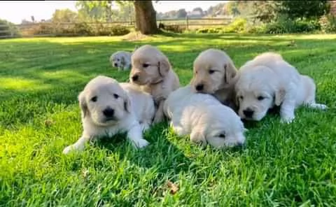 regalo cuccioli di golden retriever molto buoni e sani