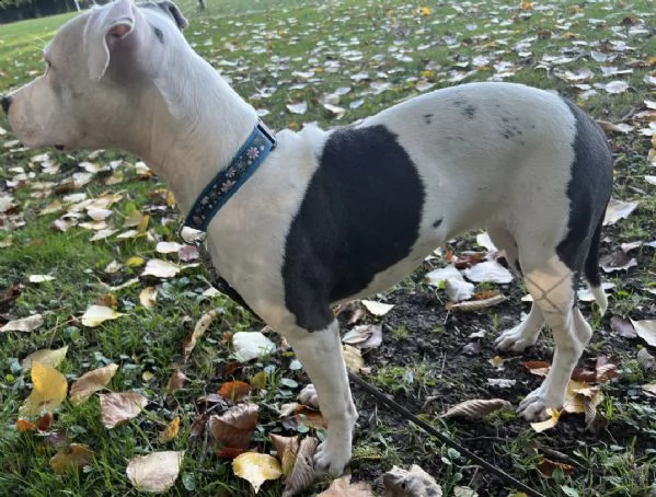 cagna cucciolo di staffordshire americano | Foto 0