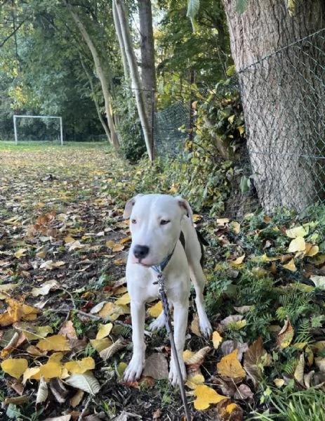 cagna cucciolo di staffordshire americano