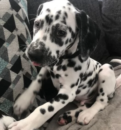 cuccioli di dalmata