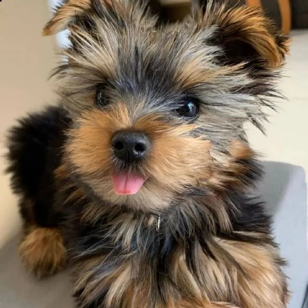 super adorabili cuccioli di yorkie (+393509706299)