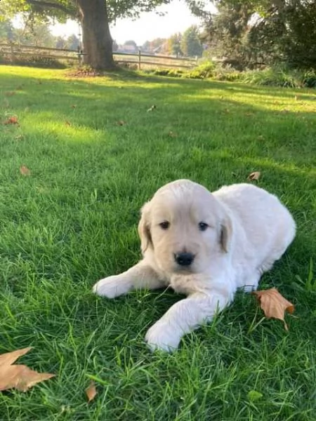 regala splendidi cuccioli di akc golden retriever