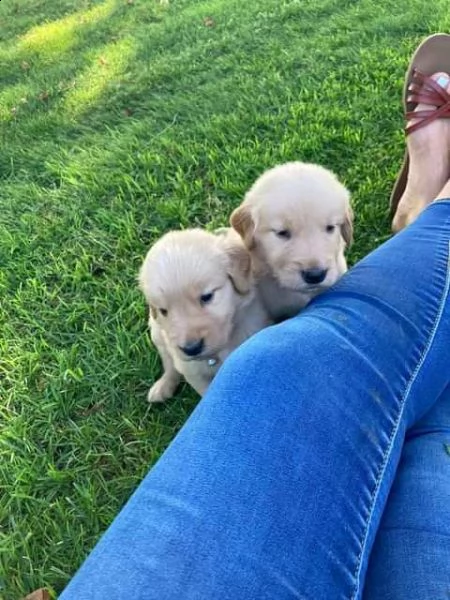 cuccioli di golden retriever regalo cute disponibili e pronti all'uso