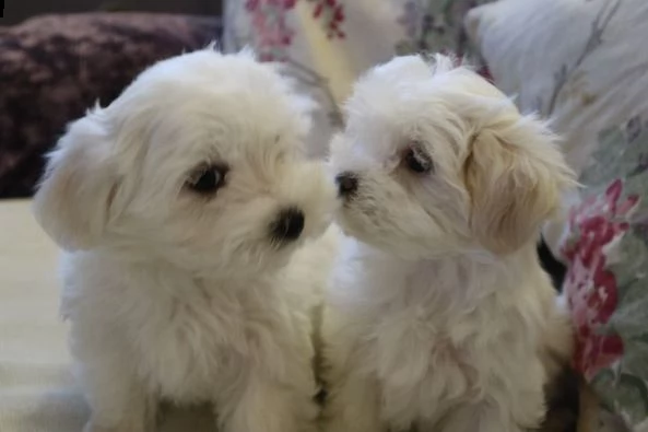 cuccioli di maltese disponibili!!!