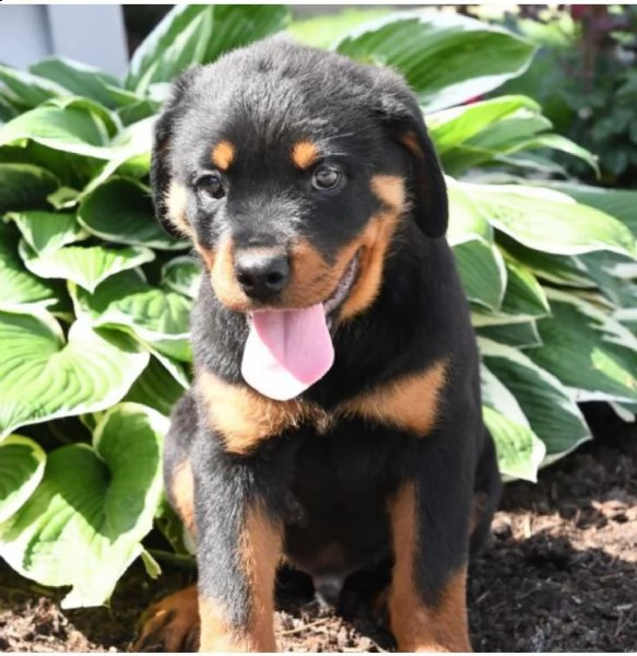 regalo cucciolo di rottweiler con un cappotto duro 