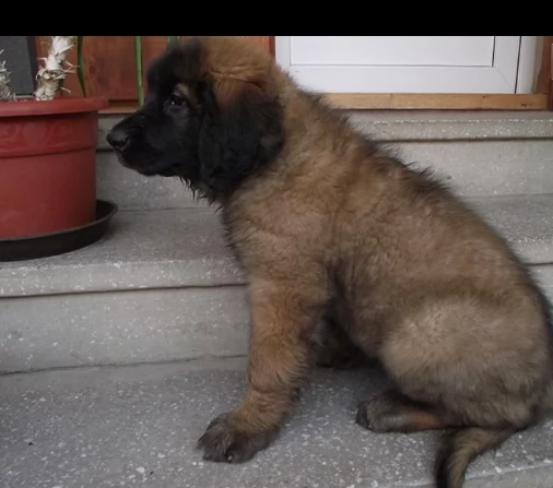 affascinanti stupendi cuccioli di leonberger | Foto 0