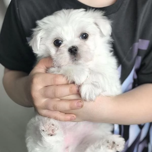 red simpatici cuccioli di maltese (+393509706299)