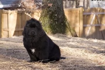 cuccioli di cane di terranova