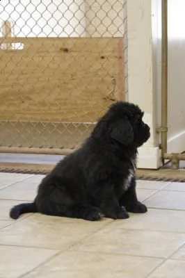 cuccioli di cane di terranova | Foto 1