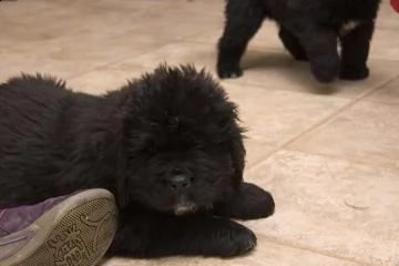 cuccioli di cane di terranova | Foto 0