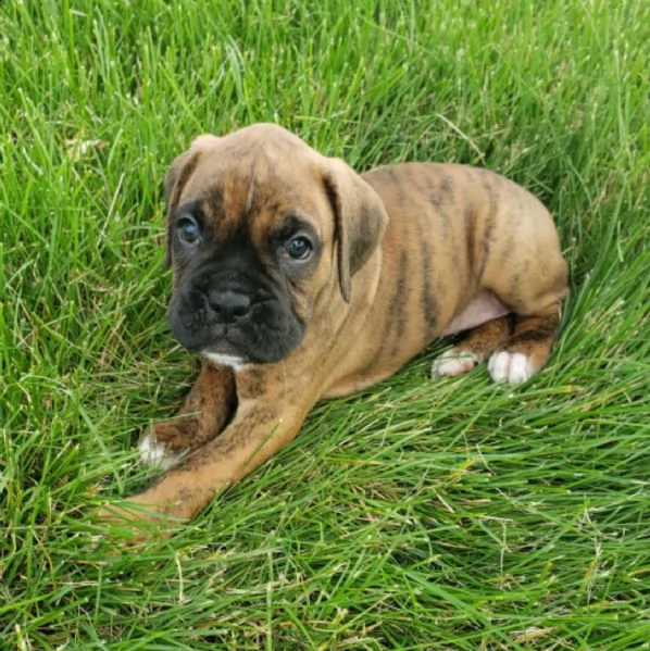 regalo estremamente carino cuccioli di boxer per l'adozione .