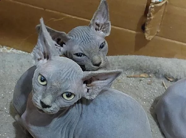  regalo gatti sphynx ciao siamo un piccolo allevamento amatoriale abbiamo a disposizone degli splend