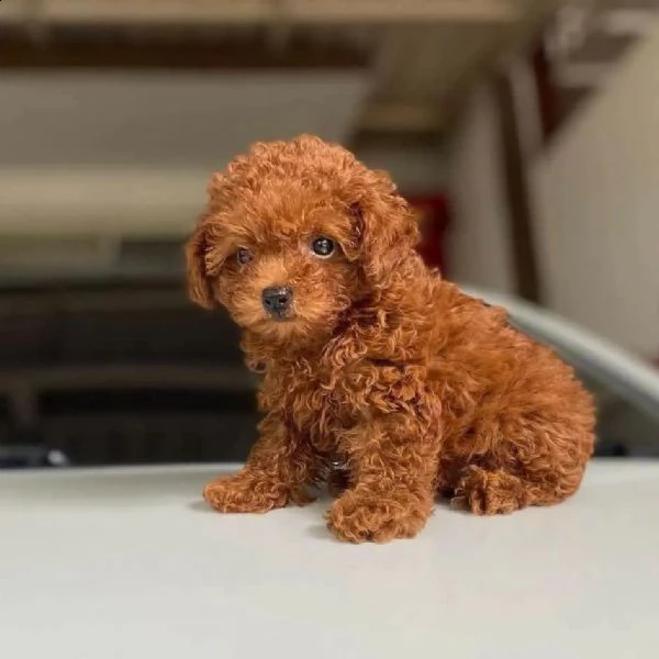 cuccioli di barboncini taglia piccola | Foto 0