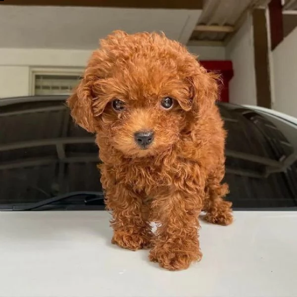 cuccioli di barboncini taglia piccola