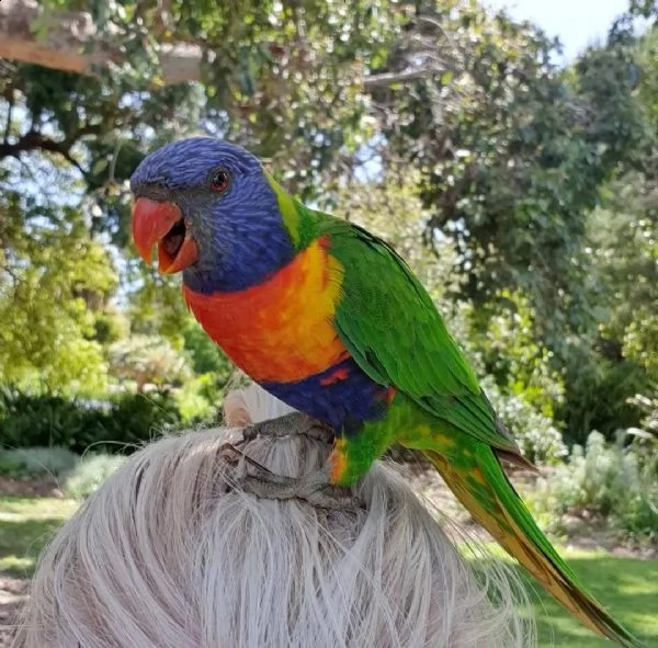 pappagallo lorichetti arcobaleno maschio e femmina, 3 mesi, affettuoso e affettuoso, molto docile, r