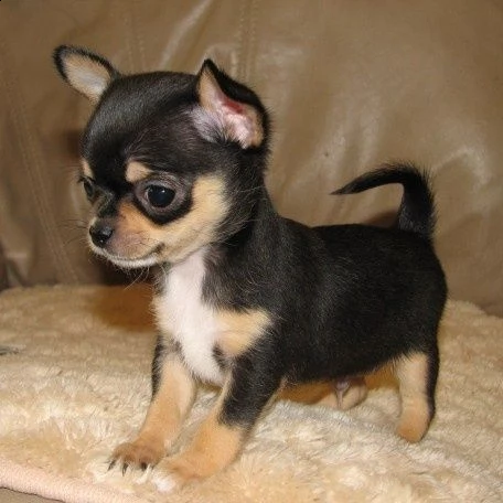 regalo chihuahua cuccioli meravigliosi ! 