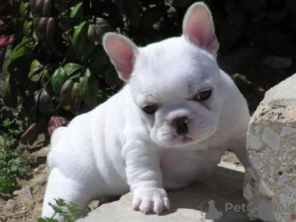 cuccioli di bulldog francese di alta qualità | Foto 0