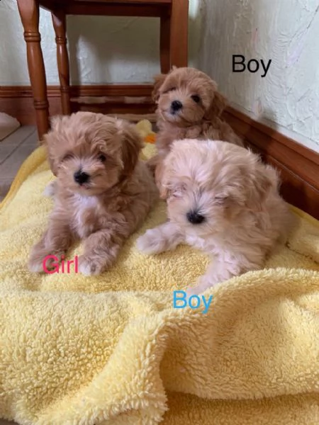 maltipoo cuccioli