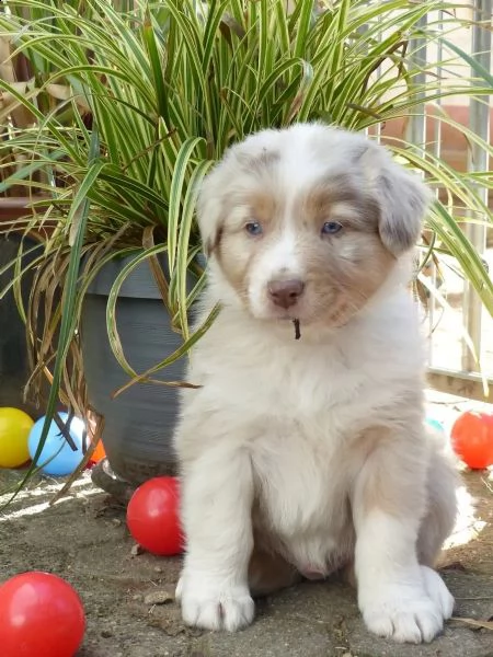 simpatici cuccioli di pastore australiano in cerca di una casa amorevole | Foto 2