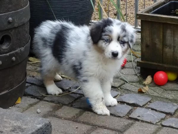 simpatici cuccioli di pastore australiano in cerca di una casa amorevole | Foto 0