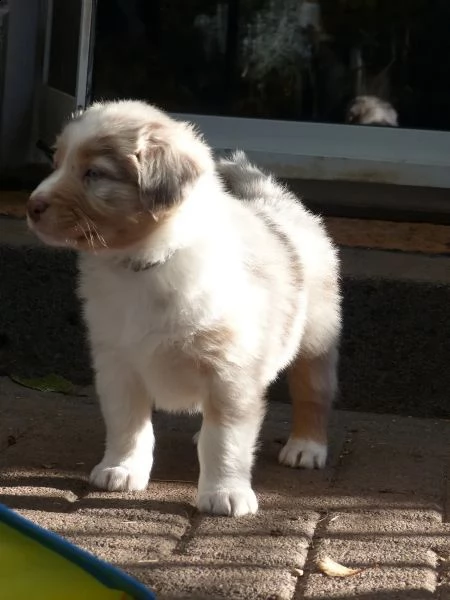 simpatici cuccioli di pastore australiano in cerca di una casa amorevole