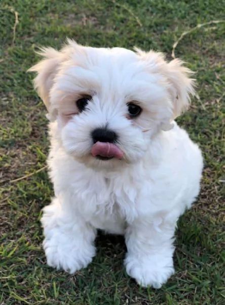 regalo maltese 