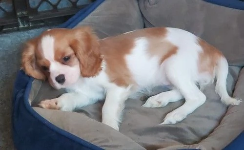 cuccioli di cavalier king  femminucce e maschietti per l'adozione gratuita 