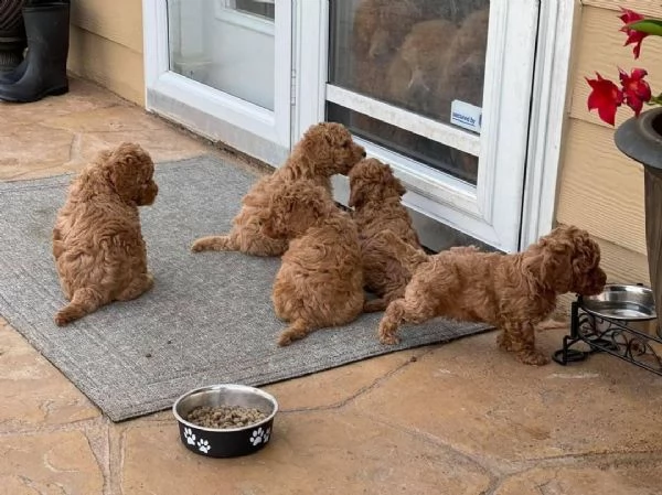 bellissimi cuccioli di maltipoo.