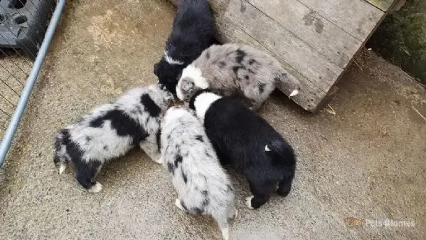 bellissimi cuccioli di border collie, | Foto 1