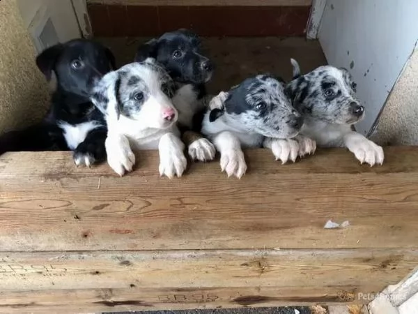 bellissimi cuccioli di border collie, | Foto 0