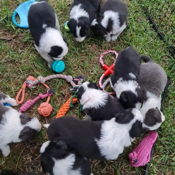 bellissimi cuccioli di border collie,