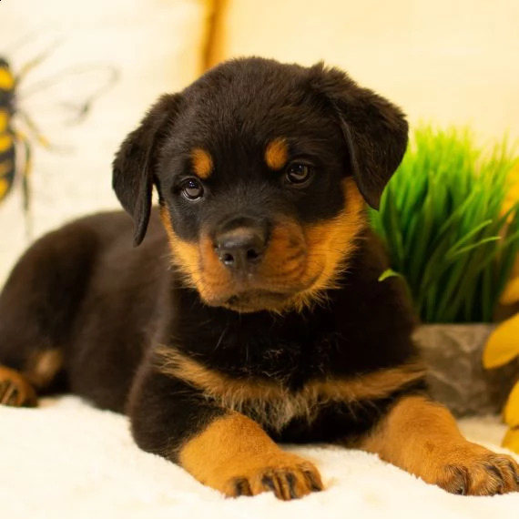 regarlo rottweiler cuccioli