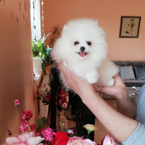 simpatici cuccioli di pomerania per il reinserimento (+393509706299)