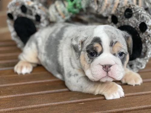 regalo bulldog inglese cuccioli con pedigree 