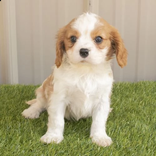 regalo cavalier king cuccioli meravigliosi  !