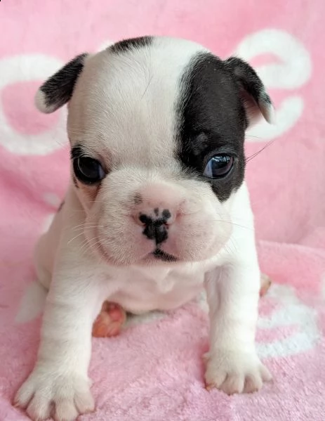 cuccioli di bulldog francese maschio e femmina pronti