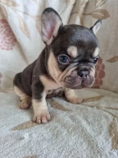 cuccioli di bulldog francese per l'adozione