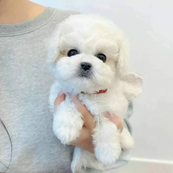 cuccioli di maltese!!!