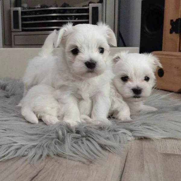 cuccioli di maltesi molto piccoli!!!