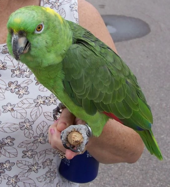 pappagallo grigio africano maschio e femmina, 3 mesi, affettuoso e amorevole, molto docile, rosso e 