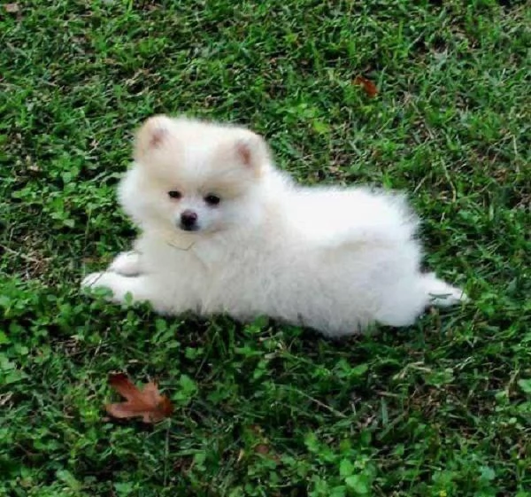 regalo pomeranian  | Foto 0