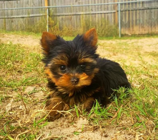 regalo simpatici cuccioli di yorkie