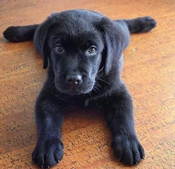 regalo cuccioli di golden retriever molto buoni e sani