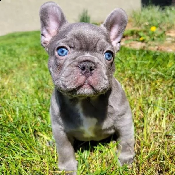 regalo cuccioli di bulldog francese maschio e femmina dole