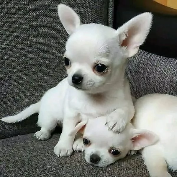 regalo splendidi cuccioli di chihuahua più ansiosi pronti per l'adozione