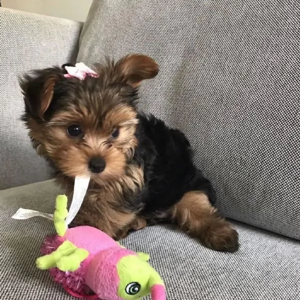 simpatici cuccioli di yorkie (+393509706299)