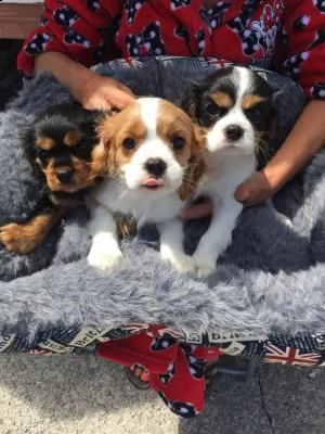 cavalier king cuccioli bicolore