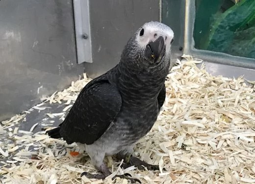  pappagallo grigio africano maschio e femmina, 3 mesi, affettuoso e amorevole, molto docile, rosso e